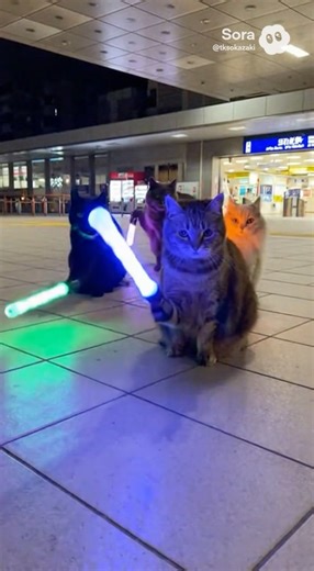 ヲタ芸に挑戦#猫 #cat #ヲタ芸#オタ芸 #ai #shorts