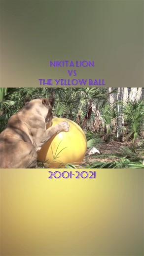 13K views · 344 reactions | Nikita lion and her favorite yellow ball! She had a love/hate relationship with that ball! #BigCatRescue #BigCats #Lion #Toy #FunnyReels #ReelsTrending #FacebookReel #FB #CaroleBaskin Music licensed by Artlist.io for use. | Big Cat Rescue | Facebook
