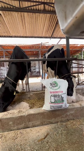 Meru, Meru, Meru…. Tomorrow we’re once again delivering supaphos to you at your convenience… Tupigie and let us know tukuletee wapi; 0759 945 708 Thank you for being active members of the supaphos family… | Dairy networks