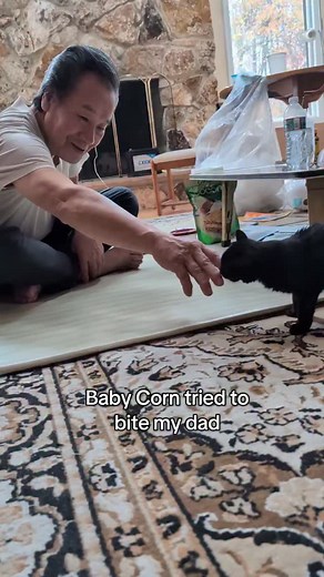 Baby Corn tried his best, but being able to hit a target isn't one of his top skills. #babycorncat #wobblycat #cerebellarhypoplasia #dwarfcat #cat | Whisks to Whiskers