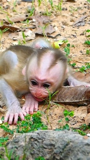 Million Tears for Little Baby Monkey Lynx! Rejected by His Mom Luna, Screaming for Love and Comfort — The Saddest Scene You’ll Ever See in the Jungle! #fypviralシ #cute #monkey #monkeys #animal #babymonkey #reel #facebookviral #fblifestyle | Monkey Of Cambodia