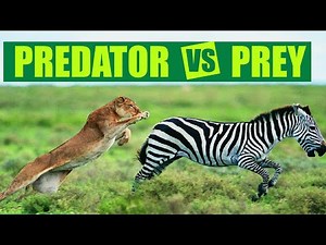 Predator vs Prey: The Unbelievable Escapes of Zebras in the Savanna