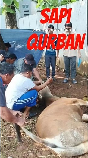 Lihat penyembelihan sapi qurban #lebaran #iduladha #sapi #qurban