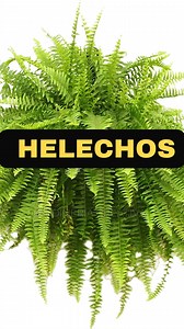 Los helechos no son delicados 🌿, están mal entendidos. En la naturaleza crecen bajo sombra, con aire húmedo y suelo suelto 🍃🌫️. Regarlos todos los días no los salva 💦❌, pero darles humedad ambiental sí. Un atomizador ocasional, buena ventilación y drenaje correcto hacen que duren años ✨🪴. No es cuestión de hacer más, sino de hacerlo mejor. . . . . . . . . . . #Helechos #helecho #PlantasDeInterior #JardineríaEnCasa #plantas #fblifestyle | jardinería creativa