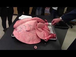 Cow lung inflation