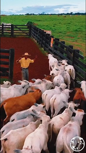 Herding Cattle in a Scenic Rural Landscape