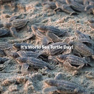 14K views · 1.1K reactions | HAPPY WORLD TURTLE DAY  World Turtle...