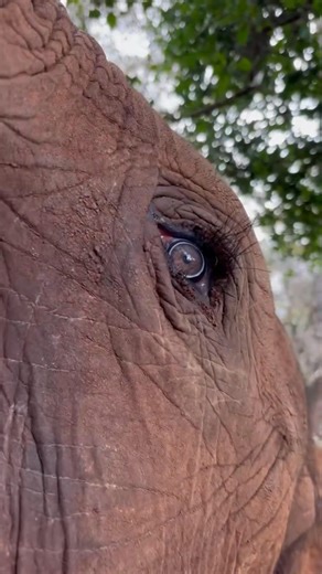 Keeper Peter joined Talek for an eye-to-eye browsing session. As you can see, she is one tiny tusk strong — the other will emerge when it’s ready! — We rescued Talek in June 2023. We’re not sure how she came to be orphaned, but seeking company and protection, this resourceful little elephant latched onto a giant bull. Unfortunately, Talek’s big friend couldn’t offer the one thing an infant elephant needs to survive: milk. Once they were absolutely certain she was an orphan, the SWT/KWS Mara Mobi
