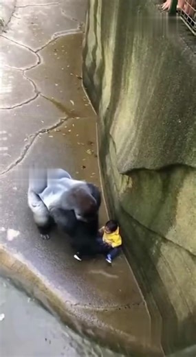 A breathtaking moment unfolds on a zoo’s surveillance footage, capturing a massive gorilla coming to the aid of a young boy who had fallen into its enclosure. Amid the tense silence of onlookers, the gorilla showed unexpected tenderness, gently lifting the child and holding him steady so visitors could safely reach over the railing. Once the boy was reunited with his family, the gorilla gave a remarkable, almost human-like wave of farewell. This extraordinary act of interspecies empathy has capt