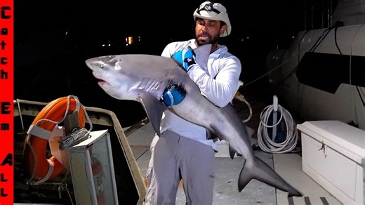 We Found a Bull Shark in Our River