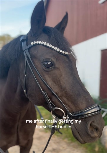 Choosing the Right Bridle for Your Horse
