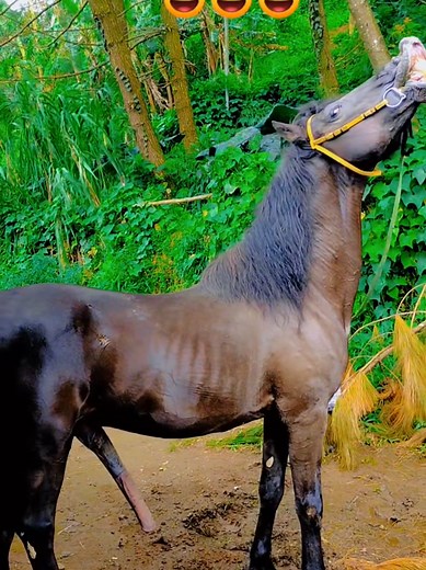 Purebred Soviet Heavy Draught Stallion | Mares | California