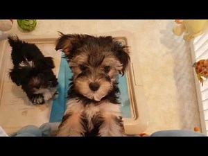 Chiot Morkie à vendre ileauxchiens