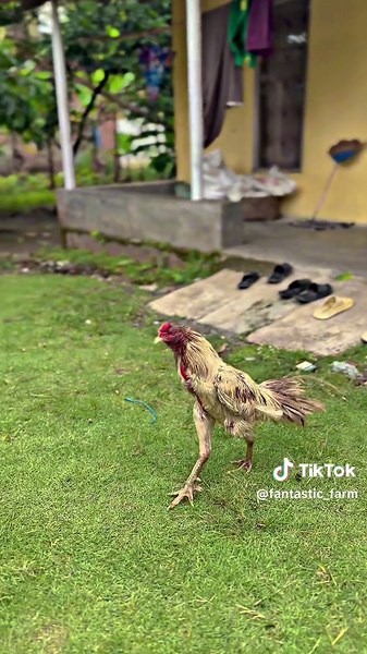 Vinci masih aga babk belur ya teman” tapi masih membara🤩✊🏼#fantasticfarm #pakhoy #pakhoyfullbrakot #pakhoybrutal #pakhoydrumband