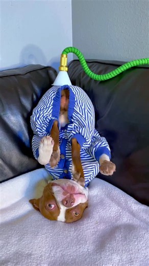 Ash & Bowser + Kris Palm on Instagram: "Atomic Fart: Boston Terrier Chaos One Boston Terrier fart. Total household devastation. Bowser is peacefully napping when he unleashes a fart so powerful it travels through the house and detonates right where Ash is sleeping. What starts as a quiet moment turns into full-blown chaos in seconds. This funny dog video delivers classic Boston Terrier humor, over-the-top funny animal comedy, and the kind of dog fart joke every dog owner secretly understands. If