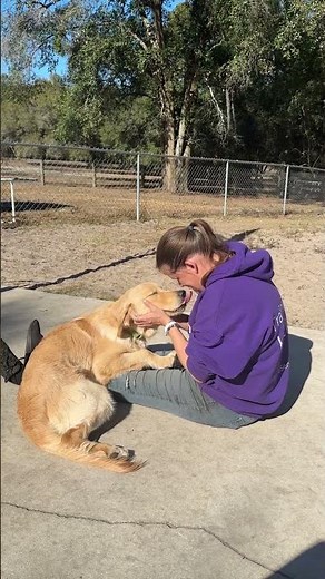 Lap - deep pressure therapy - autism service dog in training