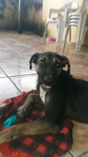 #helpdogs #savinganimals #rescuedog #dogrescues help https://s.id/1Cw9S | Saving Shelter Dogs from Euthanasia