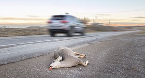 California Bill Looks to Legalize Salvaging and Eating Roadkill