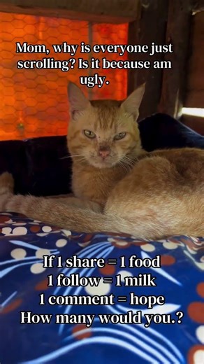 if you share and comment using random words and help us food water milk treatment beds ricelinkinbio