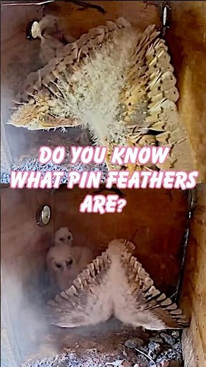 What are pin feathers? Watch barn owl babies grow their first flight feathers #barnowl