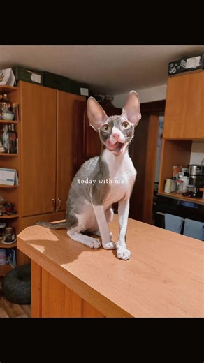 So our exciting news this week is our beautiful Silvia (Semiramis Mytikas CZ) is on her way to us now she is our first beautiful Cornish Rex cat and she is stunning she is everything I was looking for her ears eyes and temperament are amazing. Stay tuned as she will be with us in the morning. We have another Cornish girl arriving in Feb and will have a boy in a couple of months. These cats are just as amazing and striking as the devins so I’m so happy to be working with this amazing breed alongs