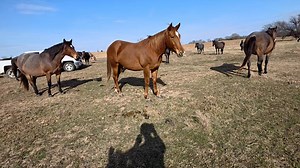 #24 - Rw Diva Boots She will be having a Cowboy for 2026! | Willingham Quarter Horses