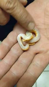 13M views · 20K reactions | Hog nose playing dead licensing@viralhog.com | Rog Reptiles | Facebook