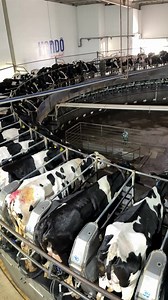 The rotary milking parlor is one of the most efficient systems worldwide in terms of speed, ergonomics, and animal flow. 🐄 When properly managed, it reduces milking time, improves cow welfare, and increases team efficiency. However, when operated without technical oversight, it can become a source of silent problems such as compromised hygiene, overmilking, failures in mastitis detection, and stressed cows. All these factors directly affect milk quality, udder health, and cow longevity. ✅ To en