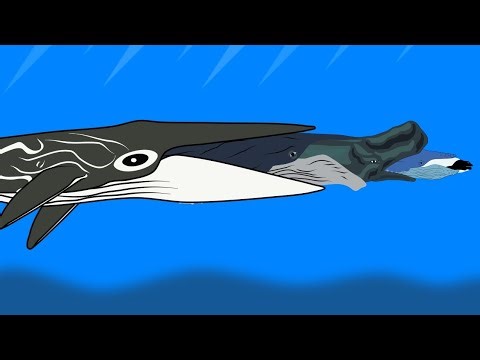 Fish Eat Fish Size Comparison || Ending With Fin Whale 🐋🐋