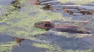 26K views · 2.6K reactions | A quick video from the beaver pond a few years ago, of a beaver snacking on some of the duckweed that was growing on the surface of the pond. Beavers are herbivores, and they eat a wide variety of plant material. #beavers #wildlifephotography | Mike’s photos and videos of beavers | Facebook