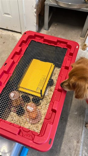 Michelle’s Lane | Bread, DIY & Homesteading on Instagram: "🐣 If you want baby chicks so you can have your own fresh eggs, here is an inexpensive brooder you can easily make yourself that will keep your babies cozy & warm. Full length tutorial on my YouTube channel (link in bio) with a list of all the supplies I used. #backyardchickens #babychicks #chickdays #homesteading #chickbrooder"