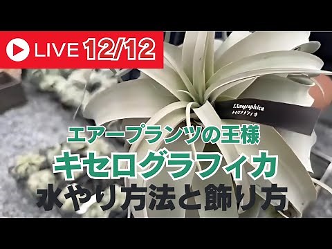 【切り抜き動画】エアープランツの王様！キセログラフィカの水やり方法と飾り方
