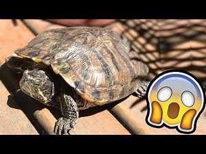 COMO É TER UMA TARTARUGA EM CASA??