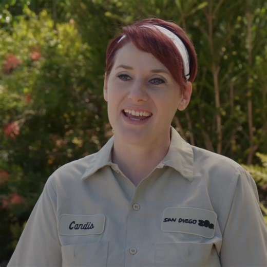 112K views · 5.6K reactions | It’s this little koala’s birthday, and his zoo family made it extra special  #TheZooSanDiego | Love Animals | Facebook