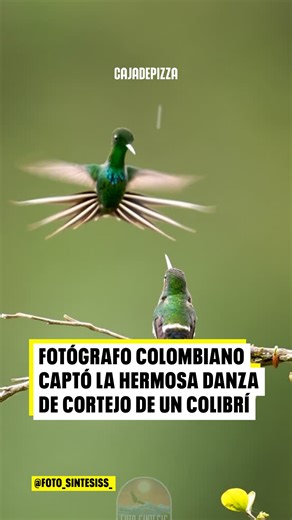 CAJADEPIZZA on Instagram: "✨🐦 El mágico baile de un colibrí colombiano El fotógrafo de naturaleza Juan Camilo Quintero logró capturar un instante único: la danza de cortejo de un colibrí frente a la atenta mirada de una hembra. El ritual, que el ave perfecciona durante toda su vida, quedó registrado en un video que ya cautiva a miles en redes sociales por su belleza y estética natural. “De esos momentos que pasan una vez en la vida… estos dos estaban muy sospechosos y justo cuando comencé a gra