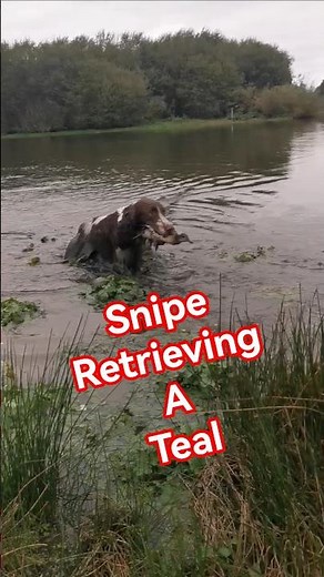 Springer Spaniel Retrieving A Duck #shorts #springerspaniel #duckshooting