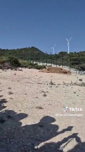 🐱El Gobierno de Aragón ha dado un paso más en el programa de reintroducción del lince ibérico en la cuenca del Huerva con la suelta este jueves del séptimo ejemplar, Wepe, en una finca de Zaragoza. ➡️ Su llegada se produce tres días después de que se notificara la muerte de una hembra, Waqa, como consecuencia de un atropello ferroviario en la vecina Ronda Sur. ➡️ A diferencia de sus predecesores, Wepe ha empezado en solitario su aclimatación en el cercado habilitado en Acampo Armijo, situado en