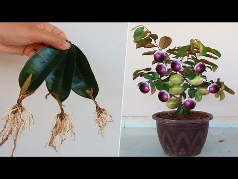 How to grow Star apple tree from leaves for beginners