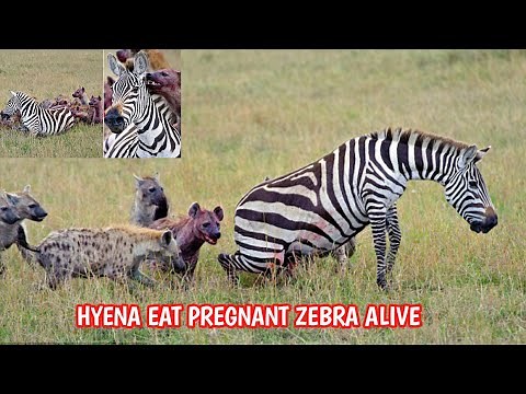hyena eats zebra alive brutal kill | brutal hyena attack | animal world