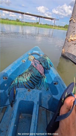 The boy found an injured parrot in the river and took it home.