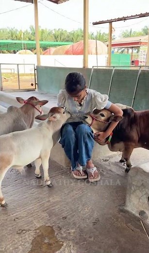 Small in size, infinite in blessings. Pure Gomata love! #viral #cow #reels #yt #farming #animals