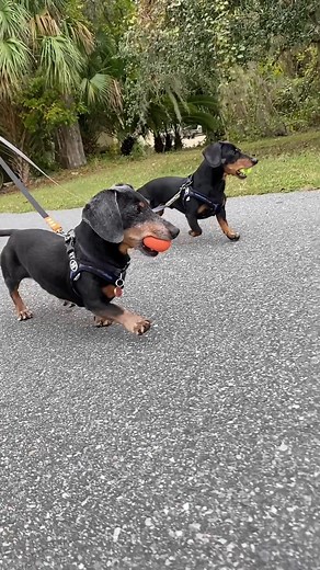Spending Time with Oakley: Dachshund Dog Walk Adventures
