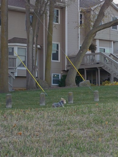 Silky Terrier vs. Yorkie: Choosing the Perfect Pet