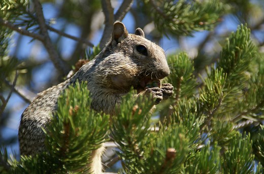 Rock Squirrels - the Most Dangerous Animal in Grand Canyon