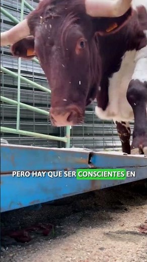 CONCIENCIA EN EL USO DE CHICHARRAS 🐂👀👂 #vaca #agro #rural