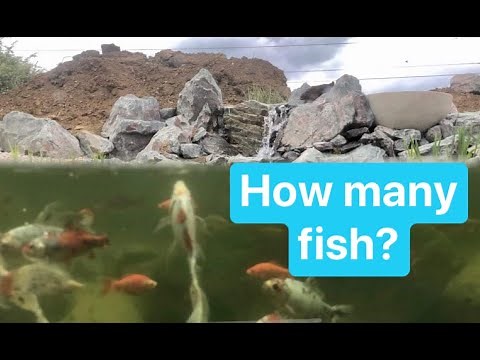 How many fish in a pond