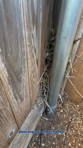 Jared was in North Dallas helping a client who reported strange noises and signs of rodent activity.  After a thorough inspection, he found a rodent nest inside the property. Our next steps are to exclude the home, set traps, and clean the affected area to stop any future activity.  #NorthDallas #RodentControl #PestControl #CritterStop | Critter Stop | Facebook