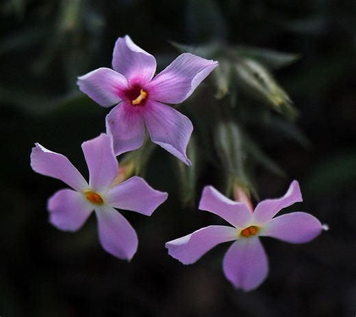 Nevada spring 2026 travel guide with top events and key tips