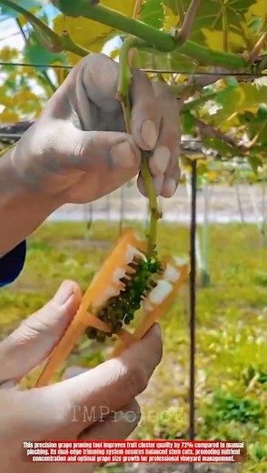 Innovative Grape Pruning Tool: Best Precision Fruit Cluster Trimming System