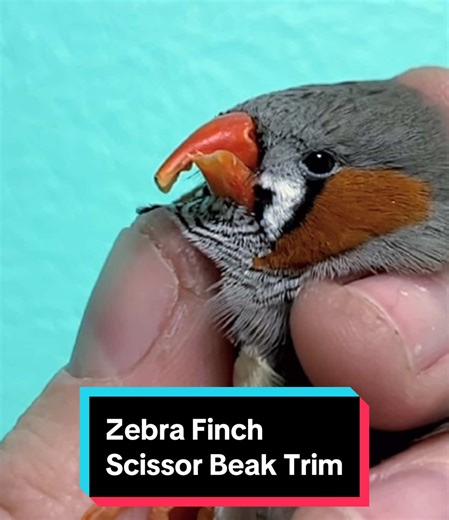 Zebra Finch Scissor Beak Trim for Comfort